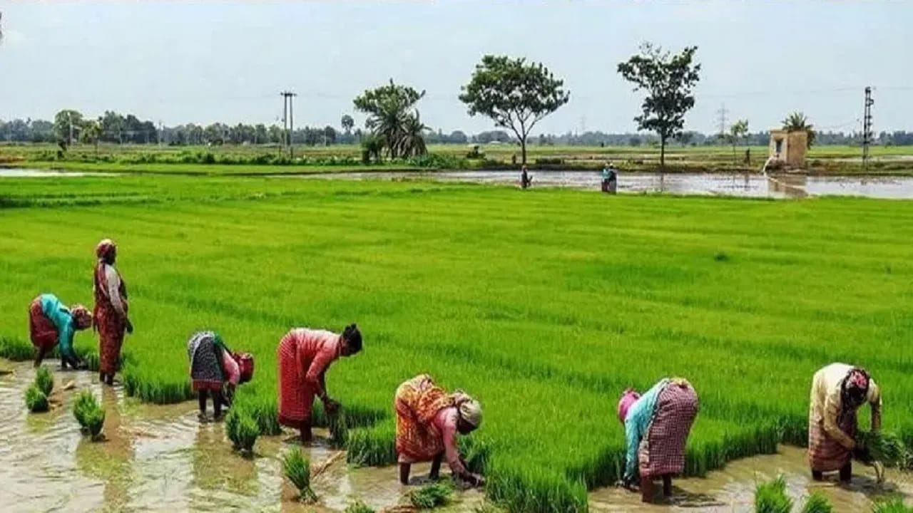 వరి పొలంలో ఇది చల్లితే చాలు.. బస్తాలు బస్తాలు ఎరువుల వేసే అవసరమే లేదు.. దిగుబడి డబుల్..